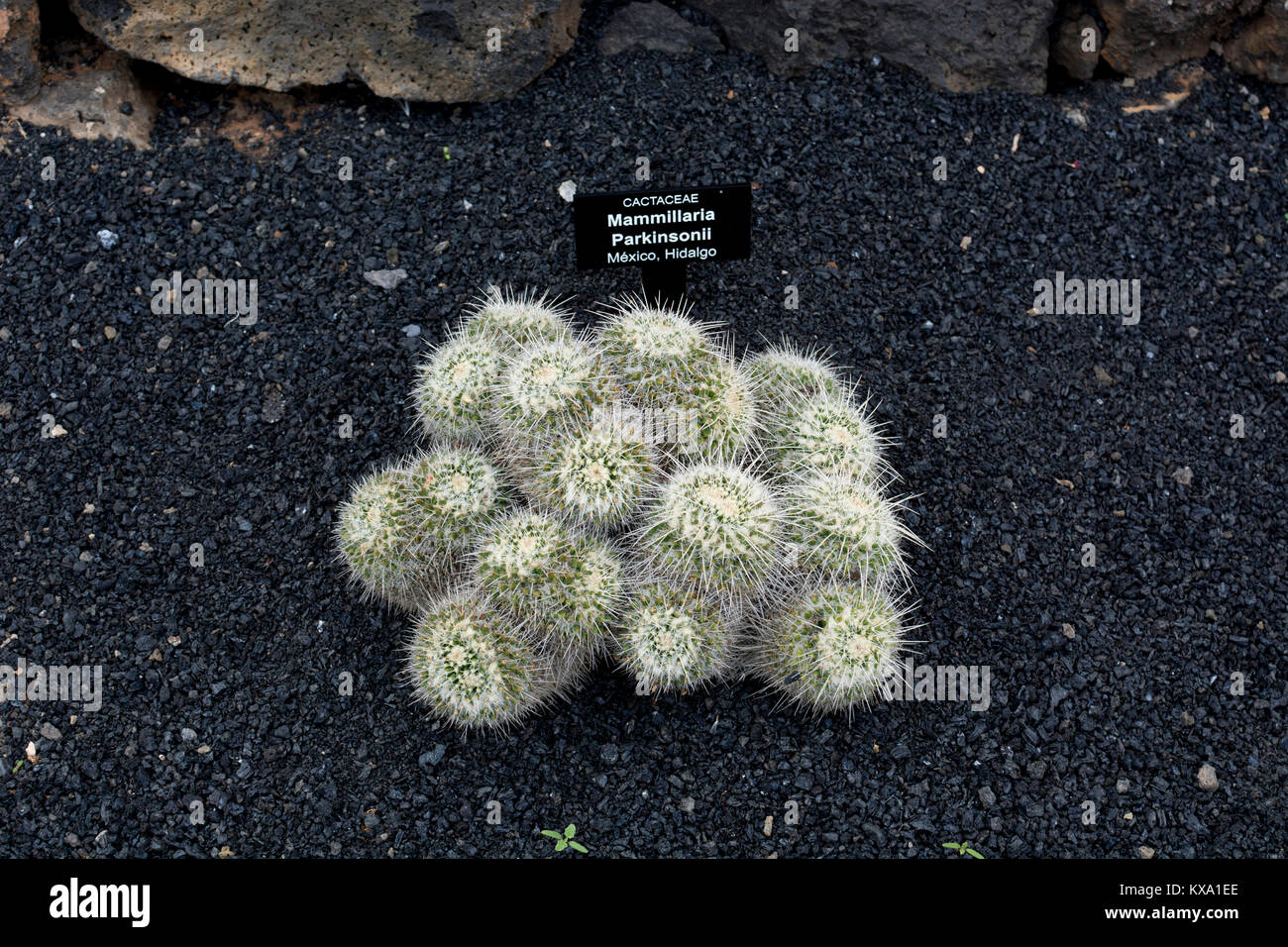 Mammillaria parkinsonii, jardin de cactus, Guatiza, Lanzarote, îles Canaries, Espagne. Banque D'Images