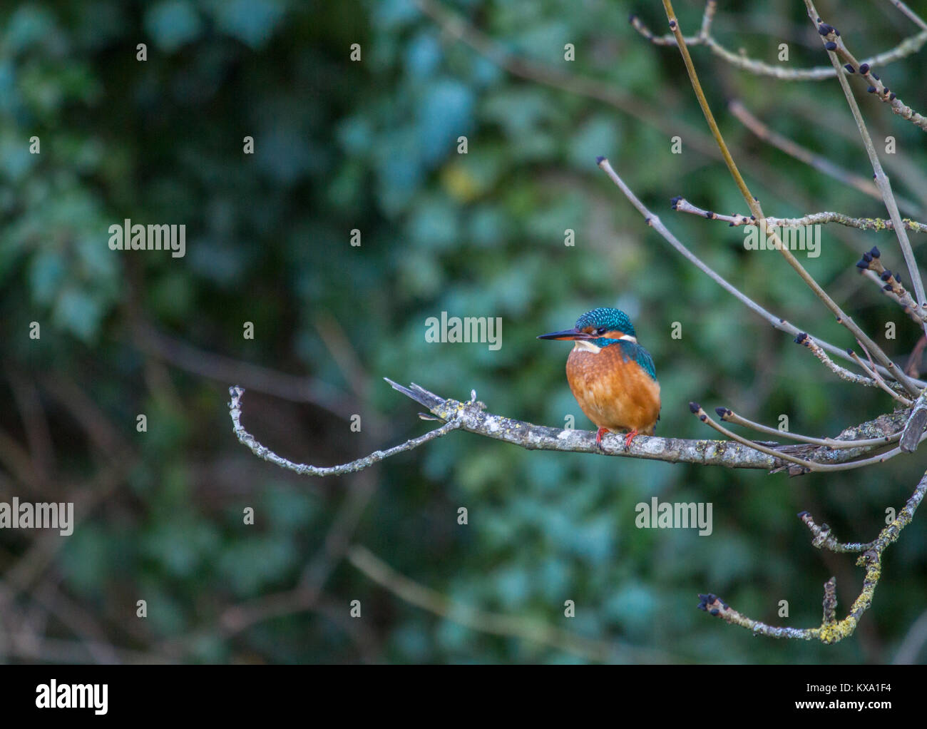 Kingfisher (Alcedo atthis commun) sur une branche au-dessus du canal Banque D'Images Kingfisher (Alcedo atthis commun) sur une branche au-dessus du canal Banque D'Images