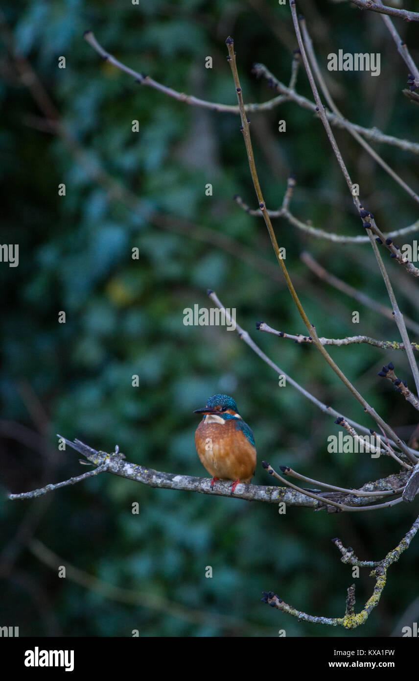 Kingfisher (Alcedo atthis commun) sur une branche au-dessus du canal Banque D'Images Kingfisher (Alcedo atthis commun) sur une branche au-dessus du canal Banque D'Images