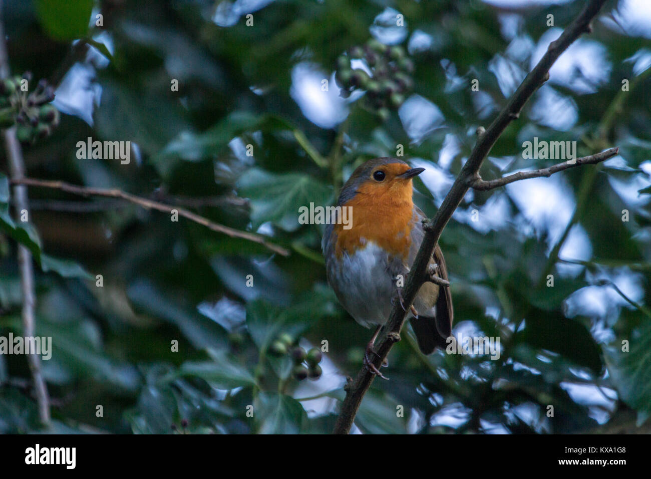 European Robin (erithacus) rubecela entre ivy Banque D'Images European Robin (erithacus) rubecela entre ivy Banque D'Images