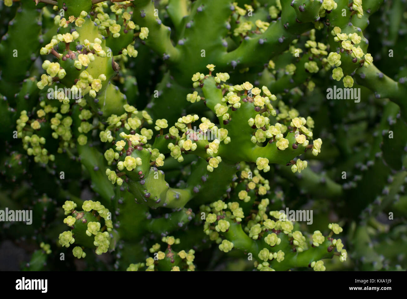 Euphorbia mayurnathanii, jardin de cactus, Guatiza, Lanzarote, îles Canaries, Espagne. Banque D'Images