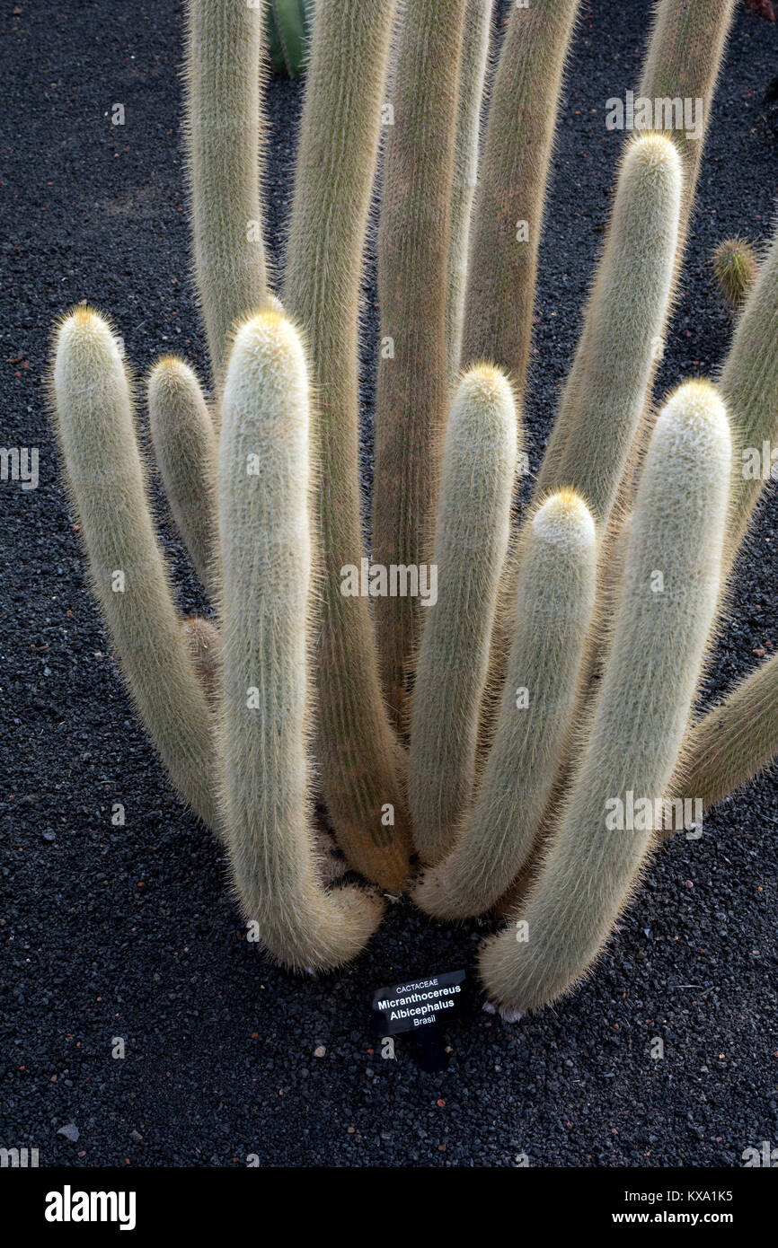 Albicephalus Micranthocereus, jardin de cactus, Guatiza, Lanzarote, îles Canaries, Espagne. Banque D'Images