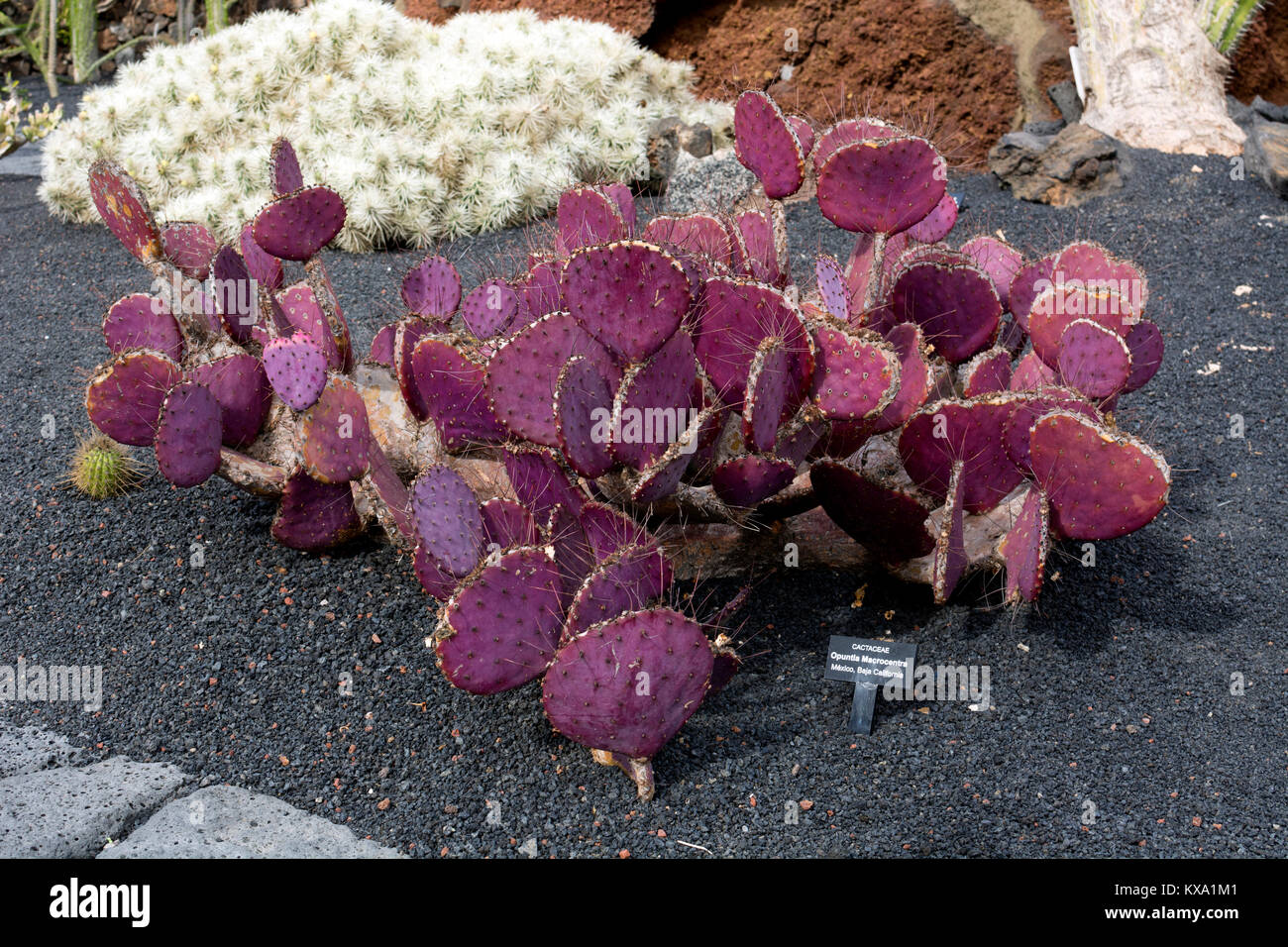 Opuntia macrocentra (pourpre Prickly pear), jardin de cactus, Guatiza, Lanzarote, îles Canaries, Espagne. Banque D'Images