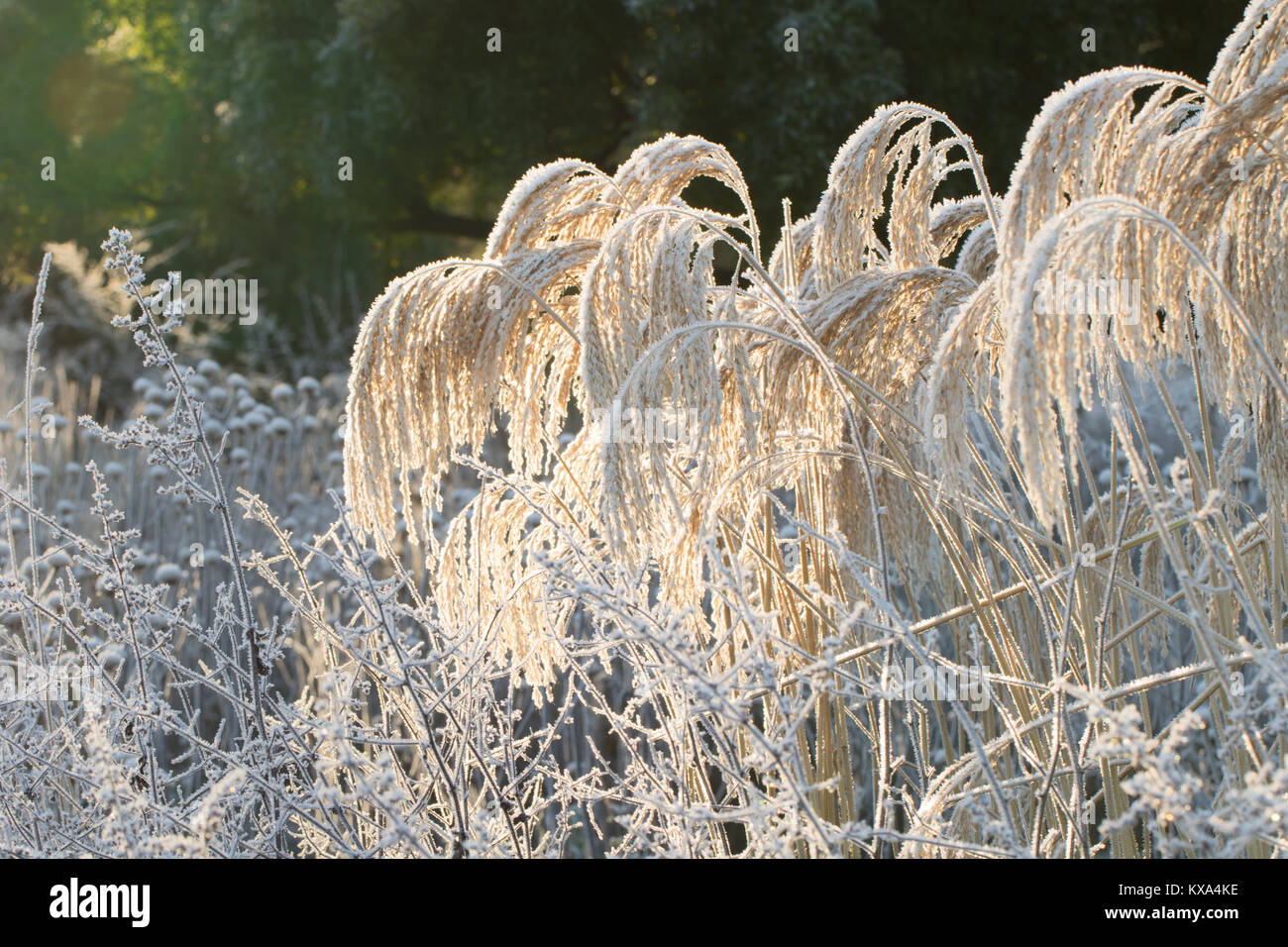 Un matin glacial et froid au RHS Garden Harlow Carr,,North Yorkshire, Angleterre, Royaume-Uni. Banque D'Images