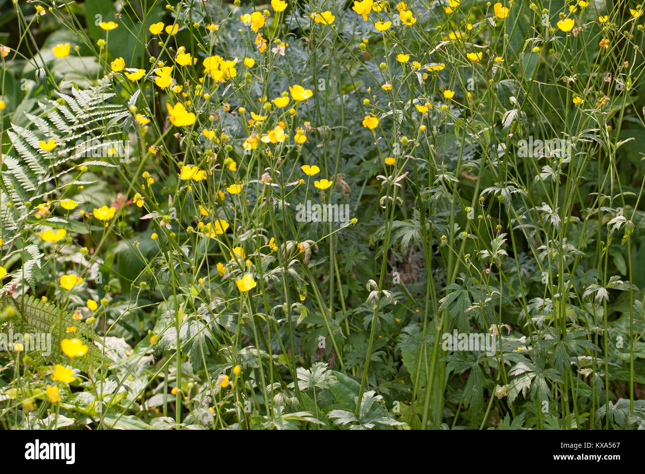 Hahnenfuß Scharfer, Scharfer, Hahnenfuss Ranunculus acris, synonyme : Ranunculus acer, meadow renoncule, renoncule âcre, renoncule géant Banque D'Images