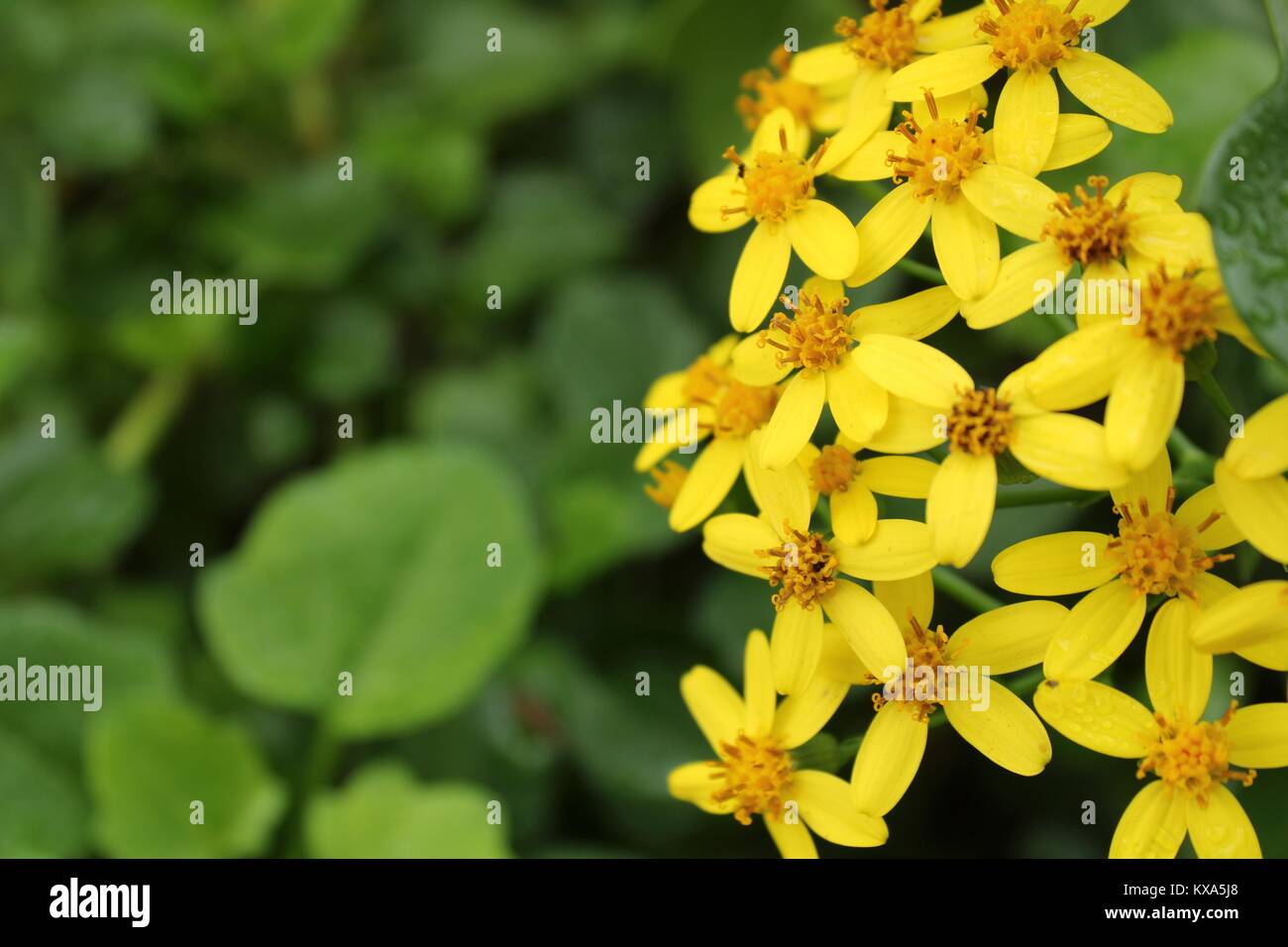 Senecio angulatus fleurs du jardin à Lisbonne, Portugal en hiver Banque D'Images