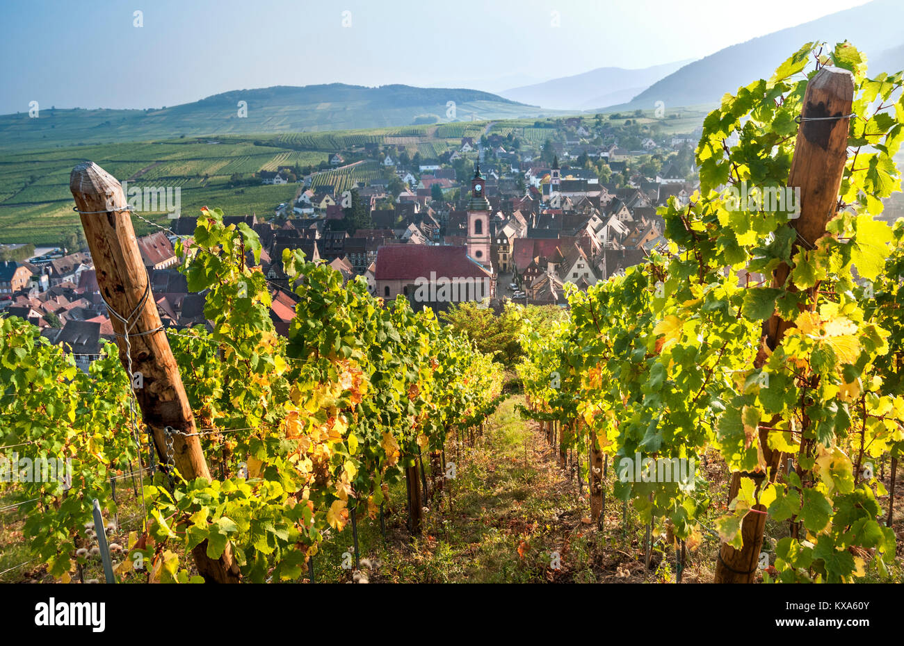 Riquewihr Alsace Vignoble Vignoble Schoenenbourg Couleur D Automne Au Dessus De La Cite Medievale De Riquewihr Village Historique Route Des Vins Alsace France Photo Stock Alamy