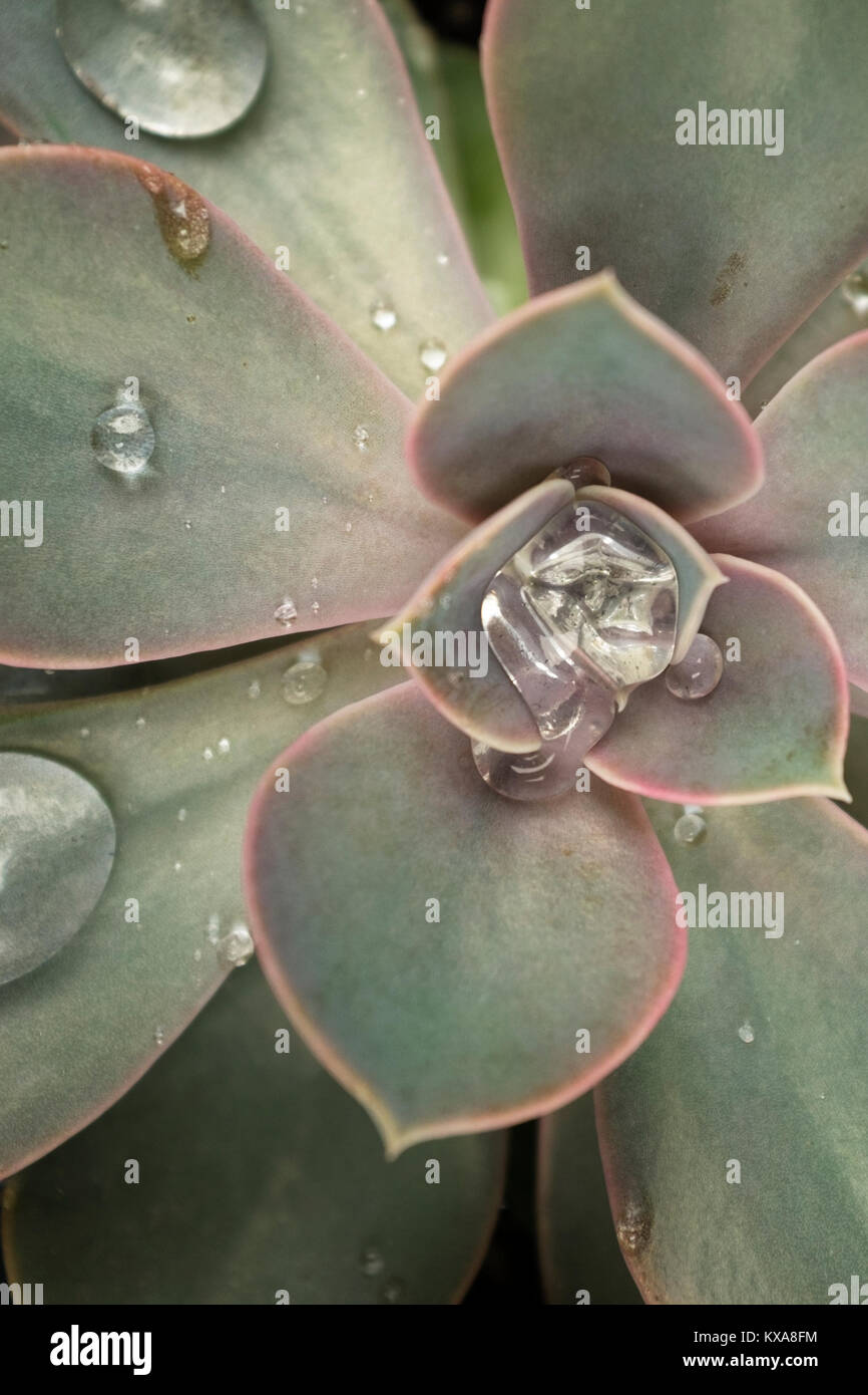 Après la tempête de pluie succulentes Banque D'Images