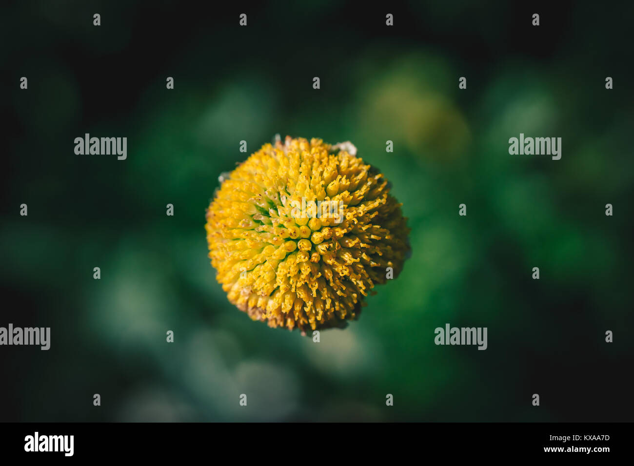 Gros plan d'une fleur jaune Center Banque D'Images