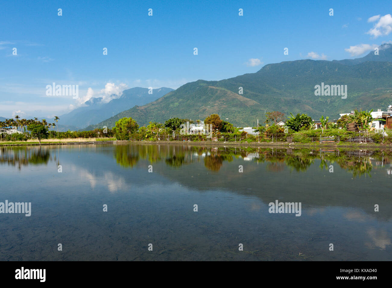 Scène de campagne, montagnes avec champ de riz et de réflexion sur l'eau dans les rizières, Ji'an Township, comté de Hualien, Taiwan Banque D'Images