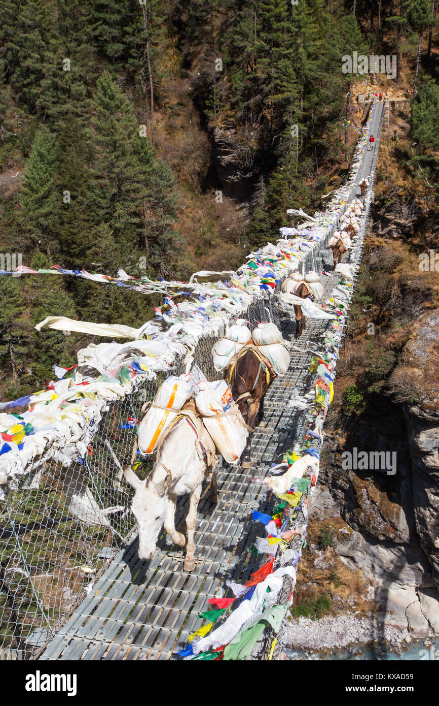 Les chevaux pour traverser un pont suspendu au-dessus du Népal une gorge profonde sur le chemin de Namche Bazar. Banque D'Images