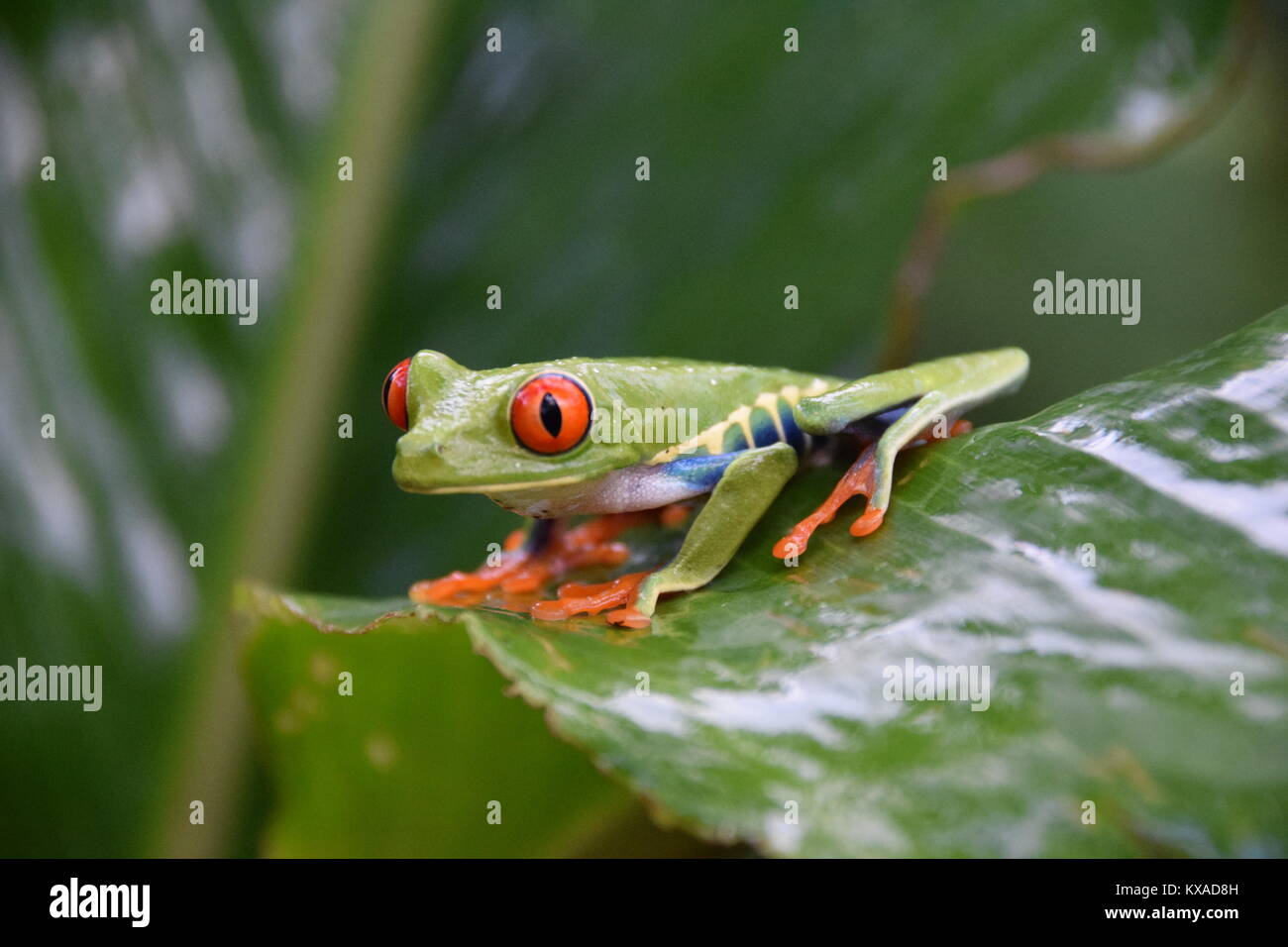 Grenouille d'arbre à yeux rouges, la Fortuna, Costa Rica Banque D'Images