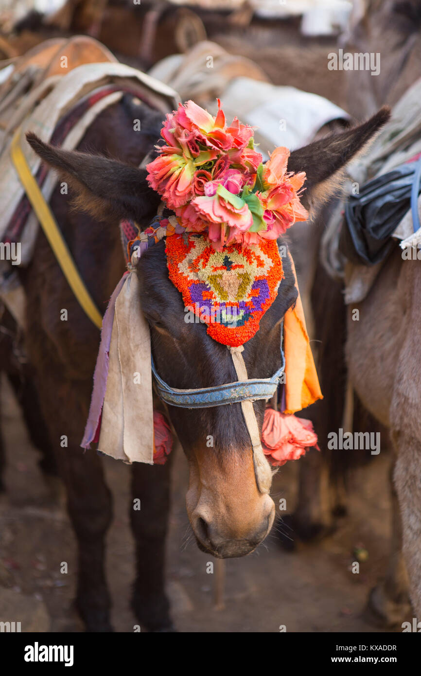 Un coloré décoré mule est en train de dormir debout dans le village de Pangboche, après une longue journée de l'assurance des randonneurs de Camp de base de l'Everest. Banque D'Images