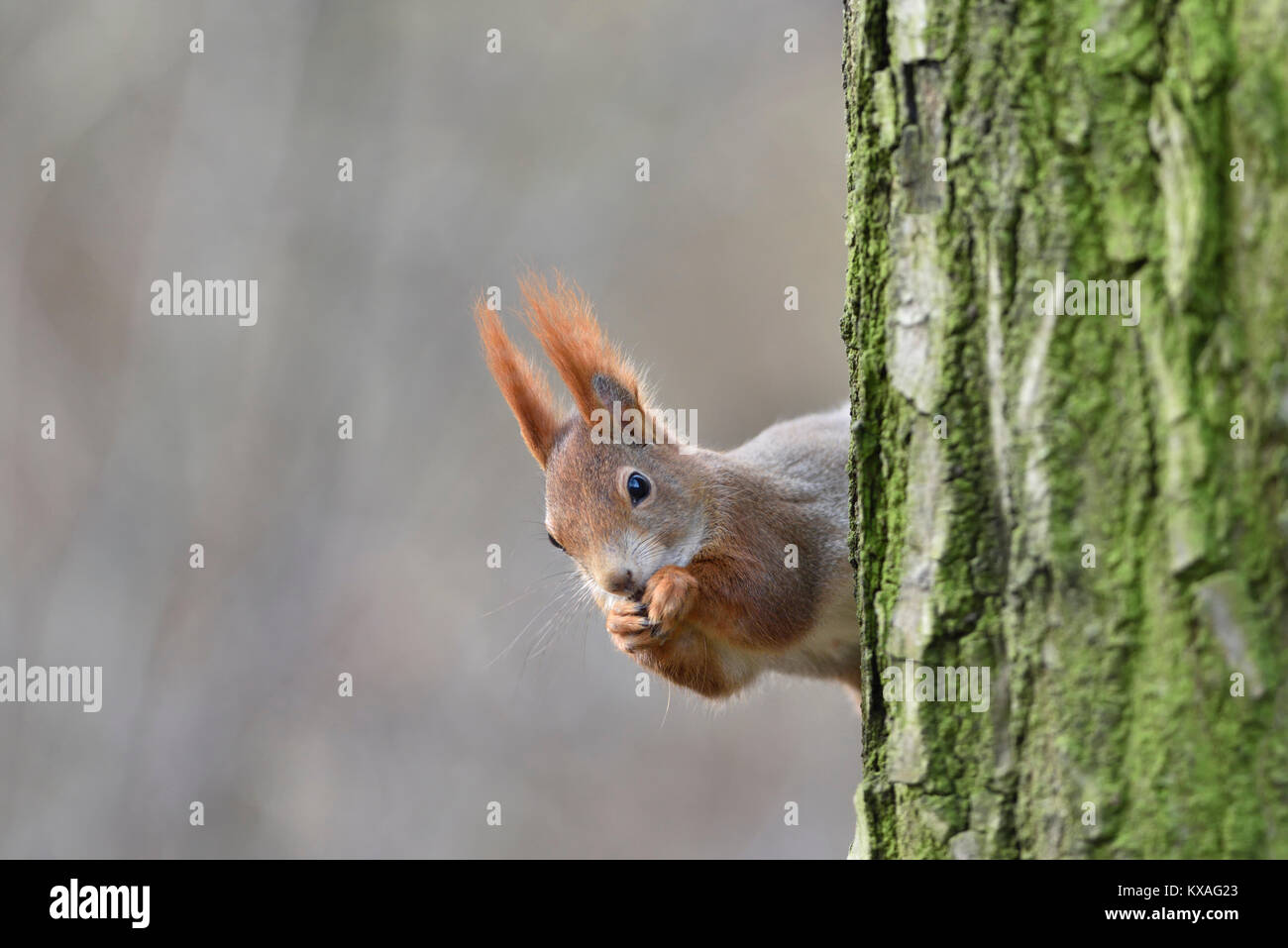 Eurasian écureuil roux (Sciurus vulgaris) regarde de derrière un arbre, Saxe, Allemagne Banque D'Images