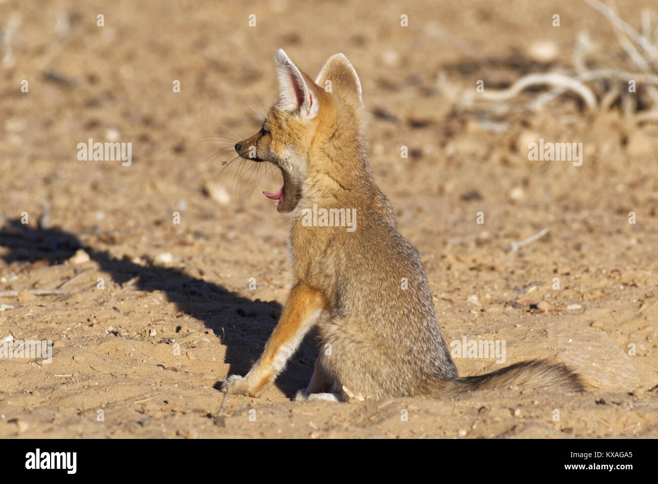 Cape Fox (Vulpes chama),cub de bâiller au terrier,entrée Parc transfrontalier de Kgalagadi,Liège,Afrique du Sud Banque D'Images