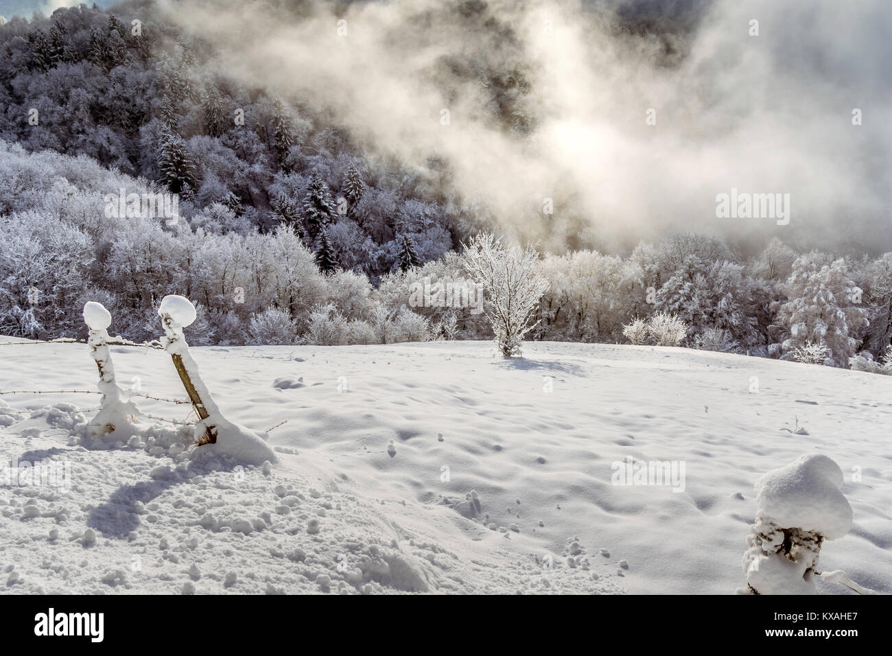 Paysage d'hiver, la végétation couverte de neige dans un nuage Banque D'Images