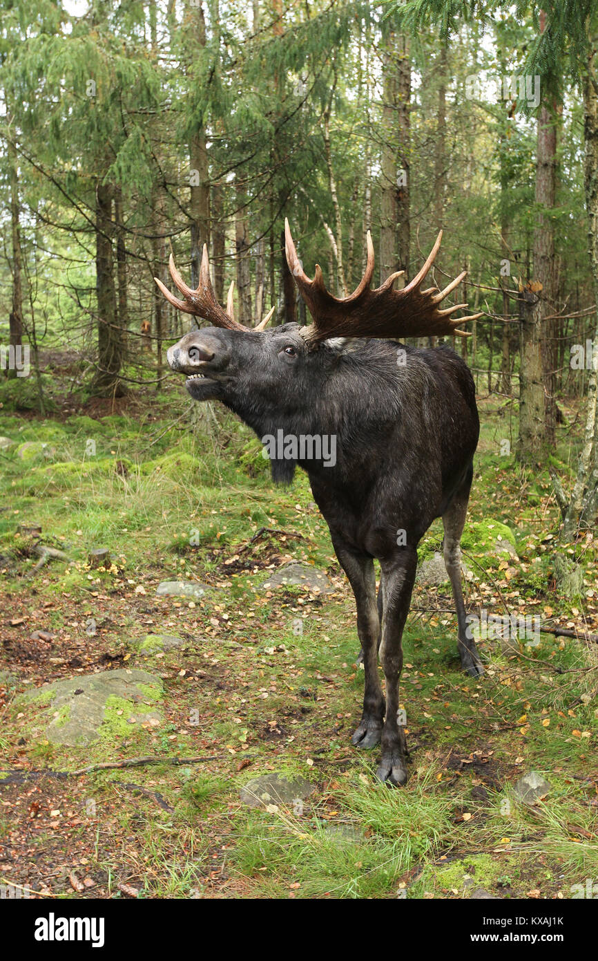 L'Élan (Alces alces) Bulle pose en rut dans la forêt, la Suède Banque D'Images