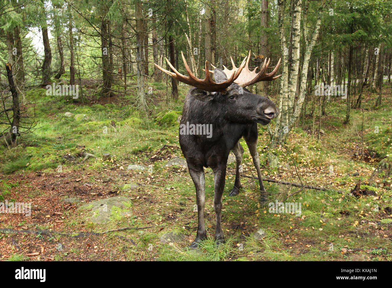 L'Élan (Alces alces), Bull en rut en forêt, Suède Banque D'Images