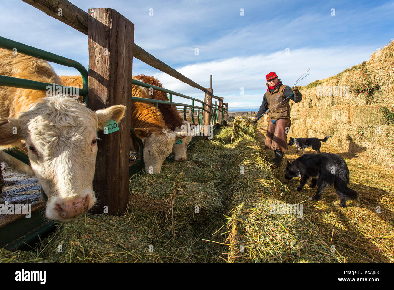 Éleveur de bovins mâles d'alimentation avec du foin par temps ensoleillé, Grass Valley, Oregon, USA Banque D'Images