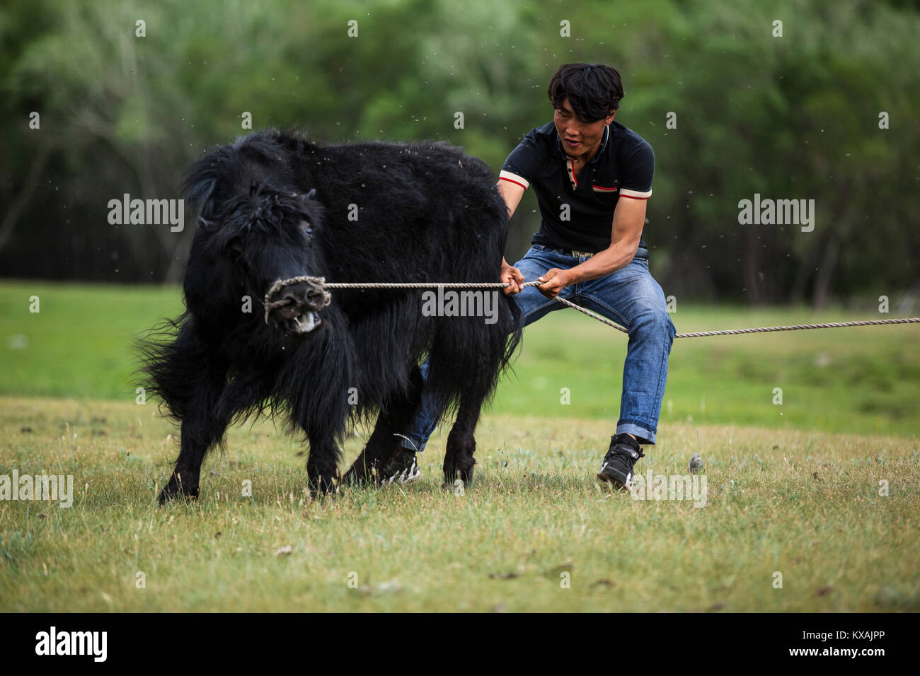 Homme essayant d'apprivoiser le yak bronco, Bulgan, Centre de la Mongolie, Mongolie Banque D'Images