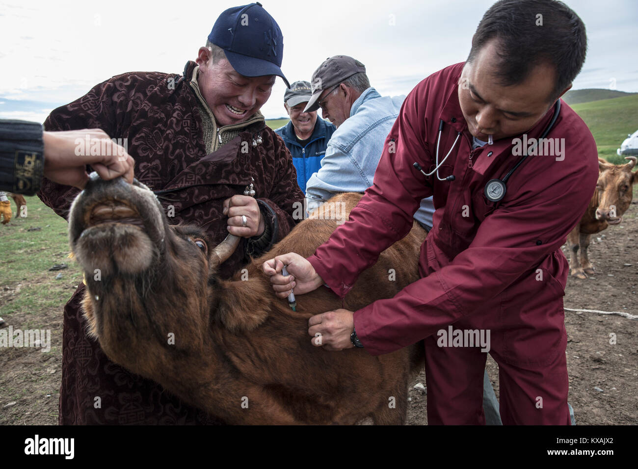 Et de l'Ouest mongol vétérinaires traiter le bétail, Bunkhan Bulgam, vallée, Mongolie Banque D'Images