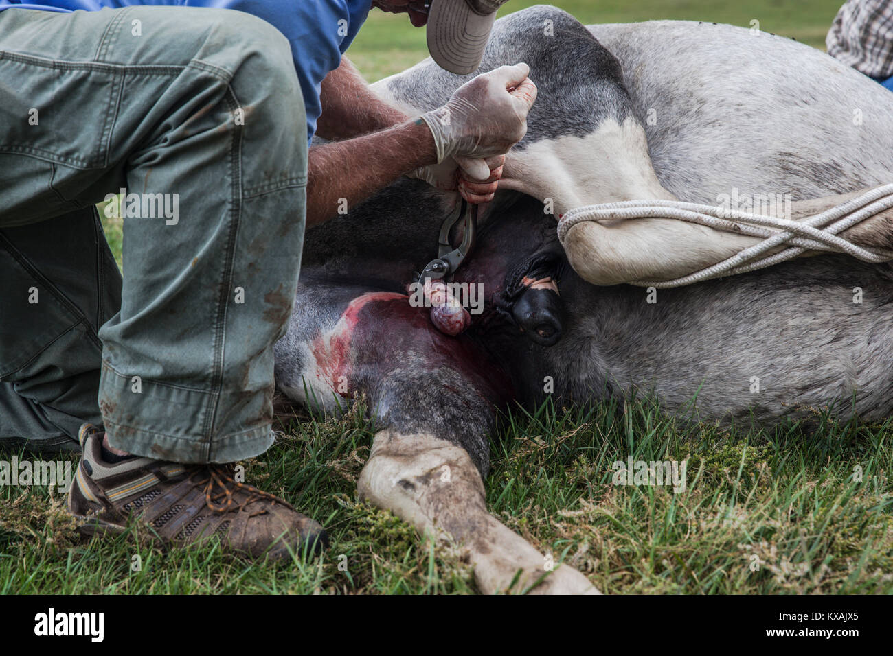 Vétérinaires traiter cheval, Bunkhan Bulgam, vallée, Mongolie Banque D'Images