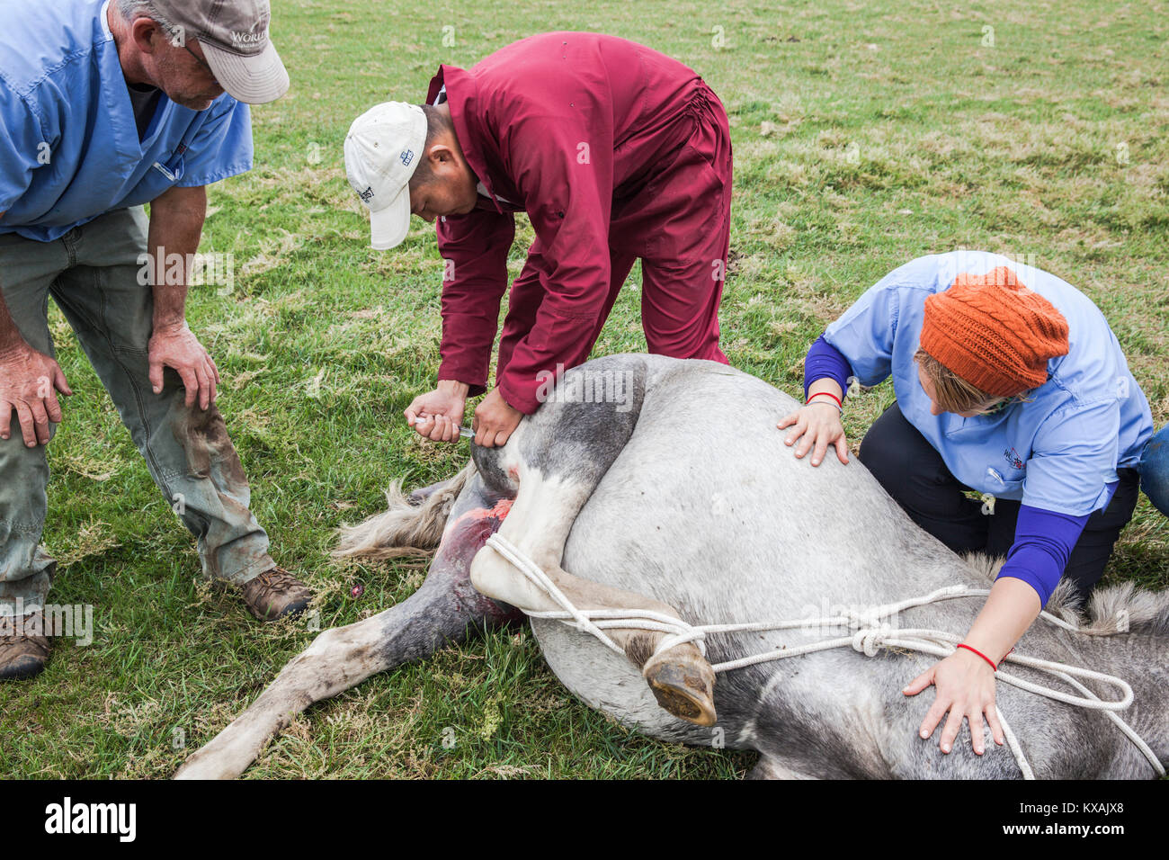 Et de l'Ouest mongol vétérinaires traiter cheval, Bunkhan Bulgam, vallée, Mongolie Banque D'Images