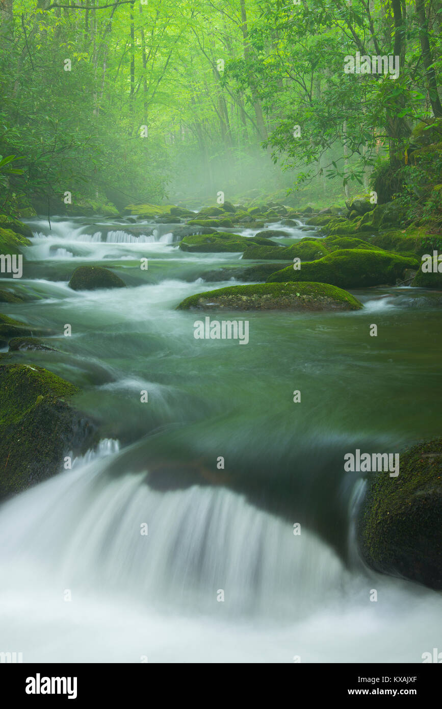 Petite Rivière, printemps, Great Smoky Mountains NP, TN, États-Unis d'Amérique, par Bill Lea/Dembinsky Banque D'Images