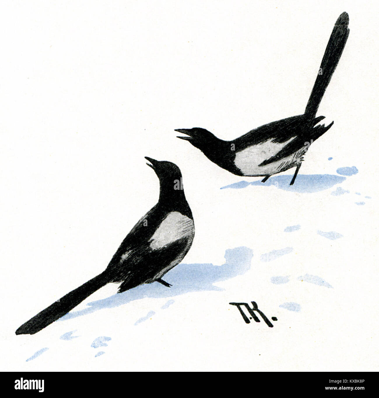 Une représentation d'une pie, une espèce d'oiseau commune dans le nord de l'Europe, reconnue pour son plumage noir et blanc et sa présence dans les habitats ruraux et urbains. Banque D'Images