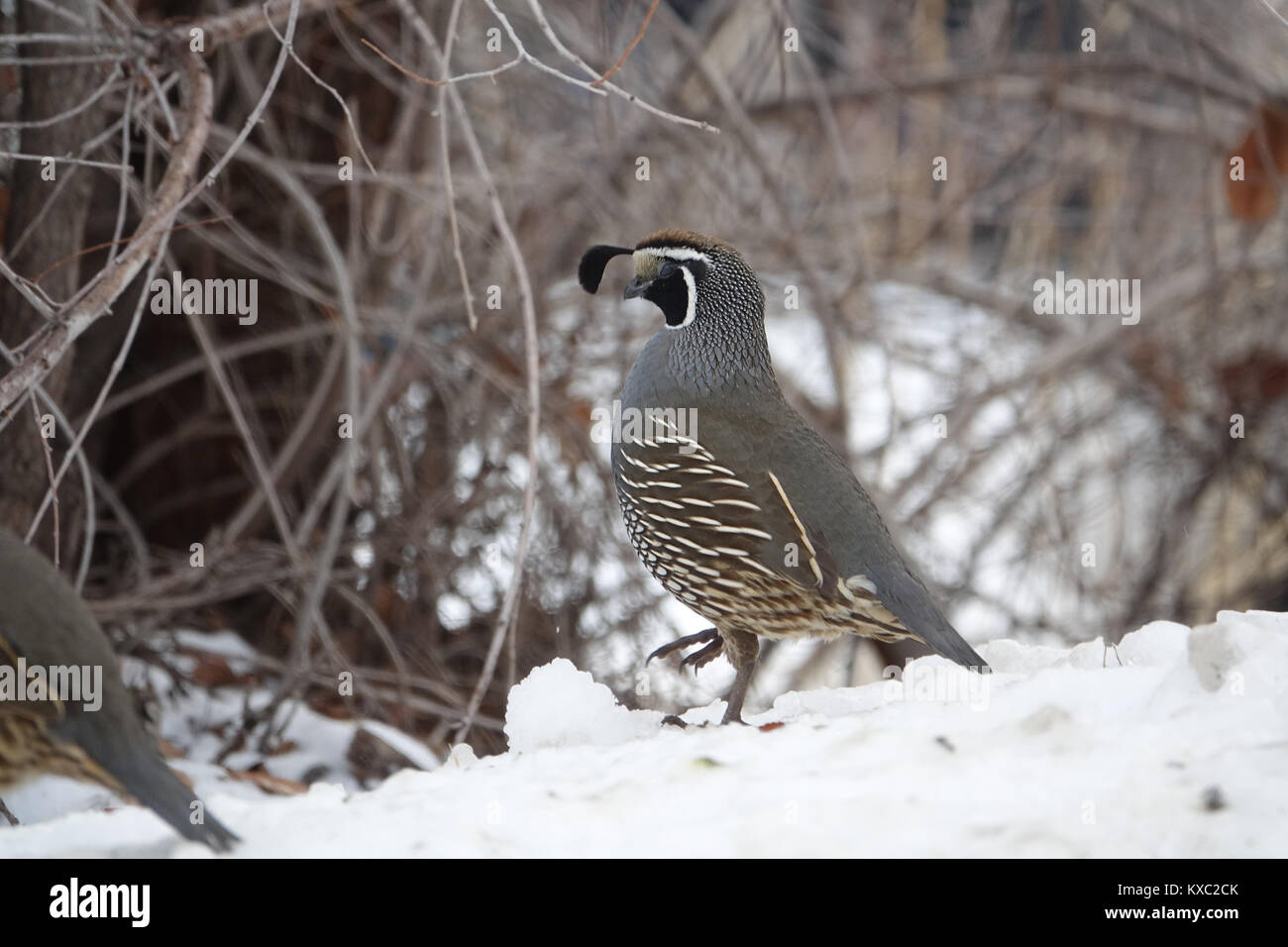 Le colin de Californie est un oiseau très sociable qui rassemble souvent en petites troupes connu comme 'coveys'. Ils sont des résidents à longueur d'année. Bien que cet oiseau Banque D'Images