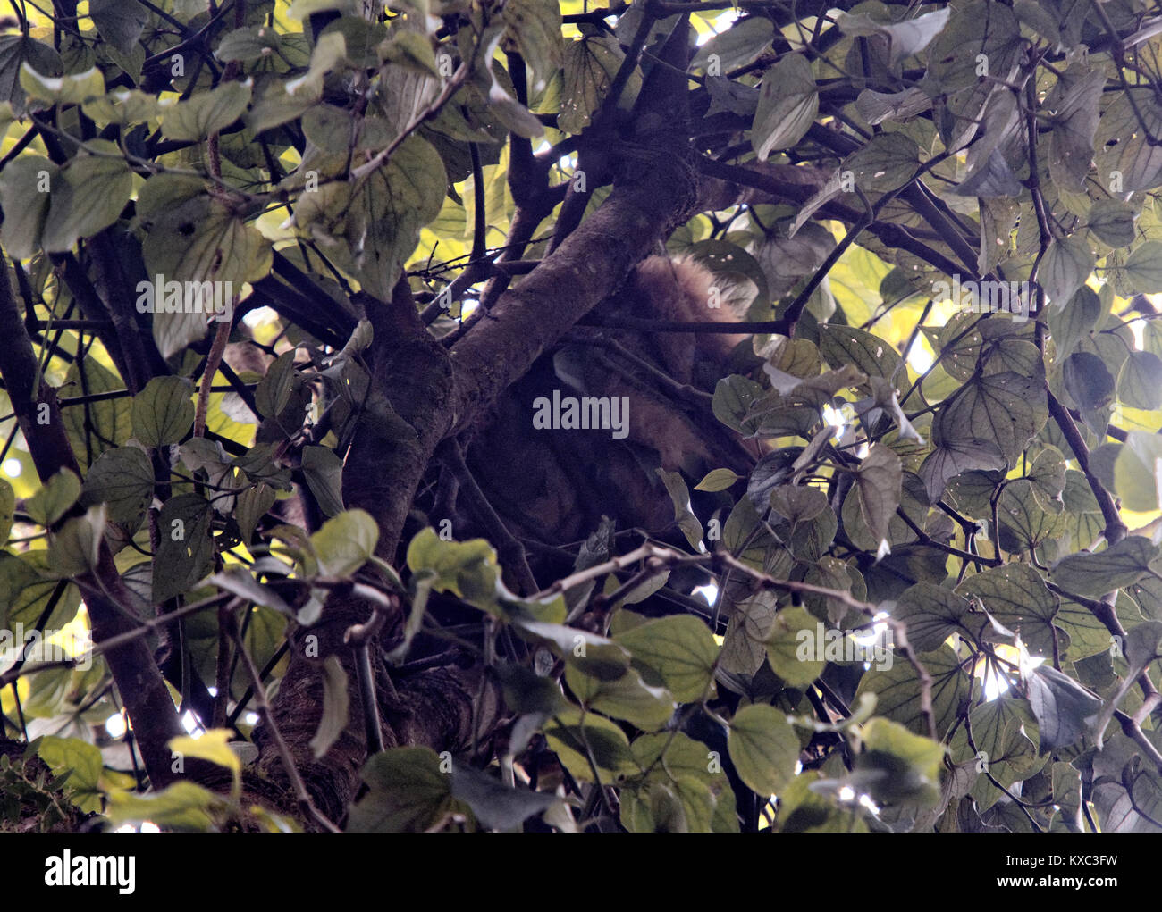 Sloth brun endormi dans un arbre, Forêt Nuageuse de Monteverde, Costa Rica Banque D'Images