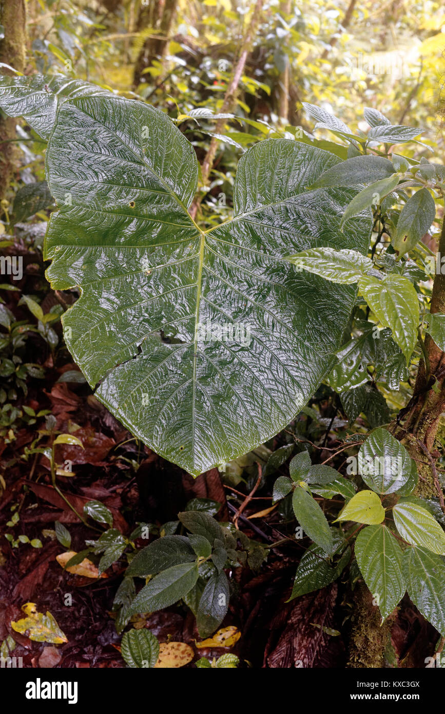 La précipitation de l'eau est capté sur les feuilles et le feuillage dans la Forêt Nuageuse de Monteverde Banque D'Images
