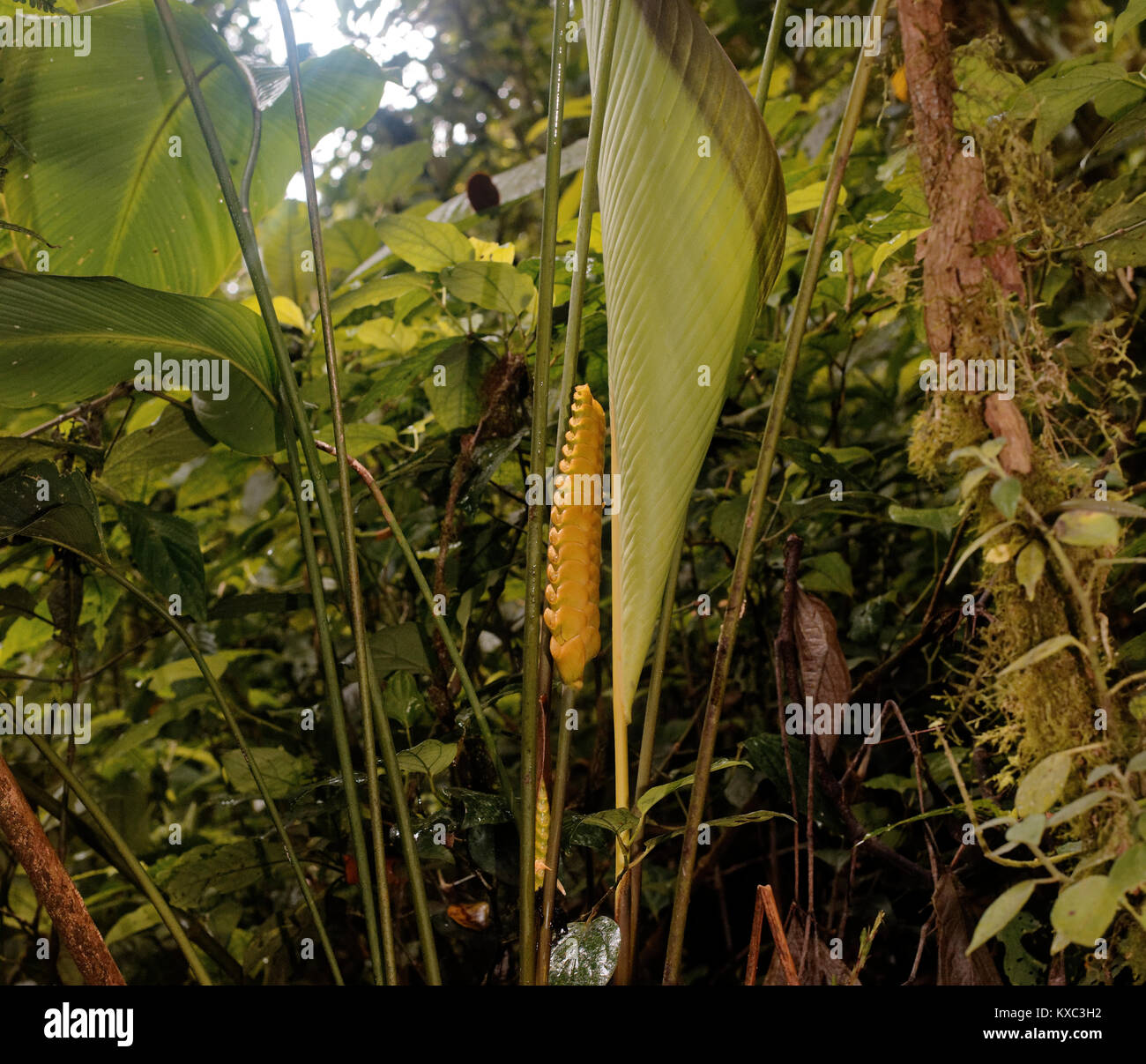 La précipitation de l'eau est capté sur les feuilles et le feuillage dans la Forêt Nuageuse de Monteverde Banque D'Images