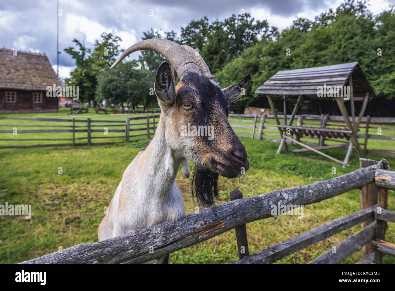 Corral de chèvre en musée de culture populaire en ville Wegorzewo Warmian-Masurian, Voïvodie de Pologne Banque D'Images Corral de chèvre en musée de culture populaire en ville Wegorzewo Warmian-Masurian, Voïvodie de Pologne Banque D'Images