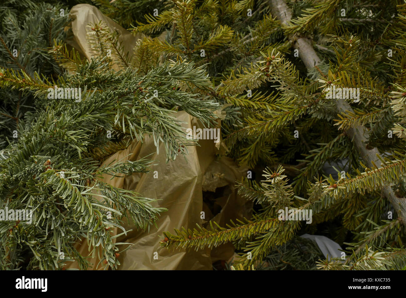 Les arbres de Noël recueillis afin d'être recyclés, Lyon, France Banque D'Images