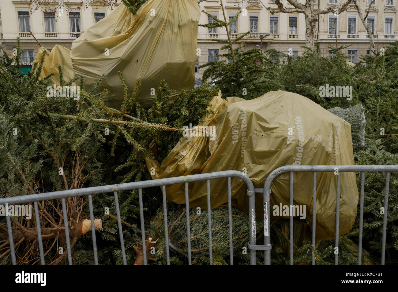 Les arbres de Noël recueillis afin d'être recyclés, Lyon, France Banque D'Images