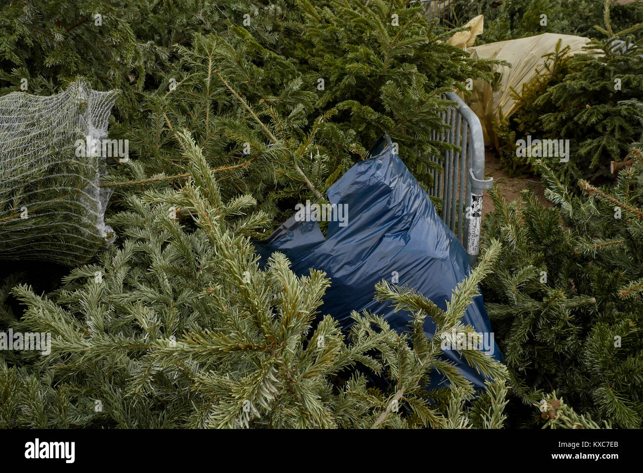 Les arbres de Noël recueillis afin d'être recyclés, Lyon, France Banque D'Images