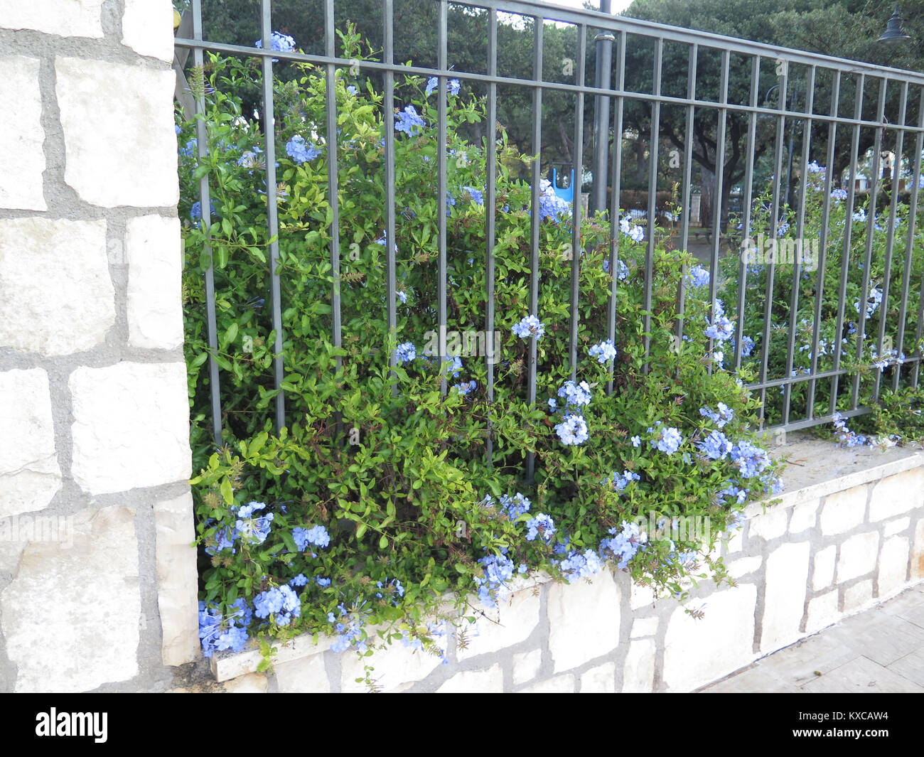 Blue Flowers blooming par fonte clôture devant le jardin en ville italienne Banque D'Images