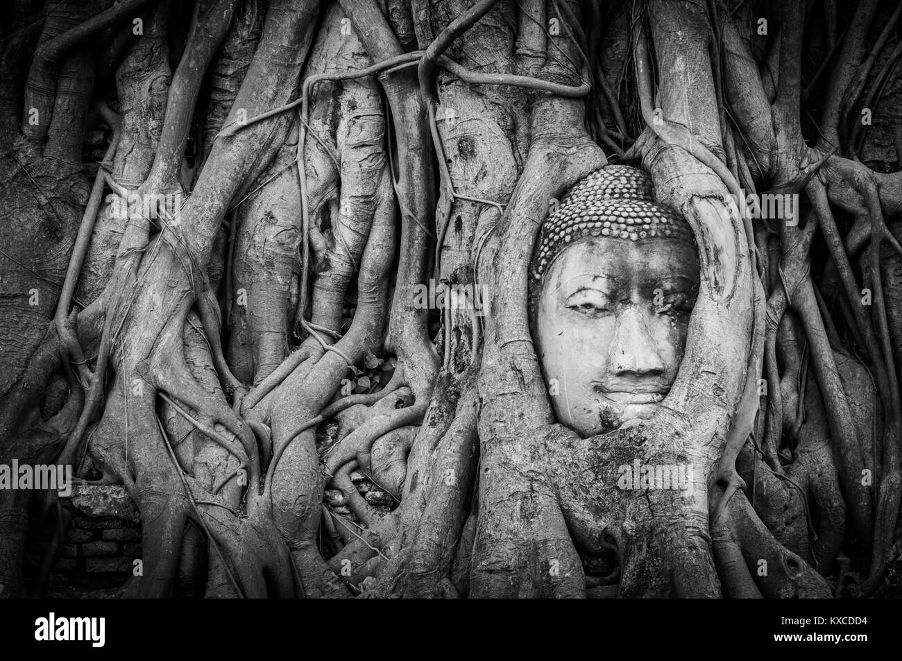 Ancienne tête de Bouddha en envahi par les racines des arbres à Ayutthaya, ancien Temple en Thailande Banque D'Images