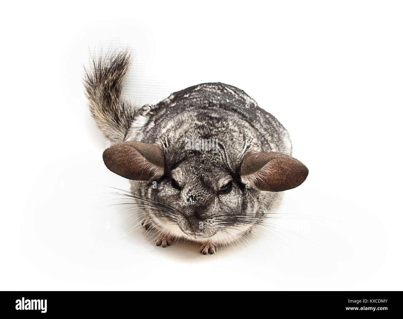 Chinchilla silver en colère avec oreilles largement espacées Banque D'Images