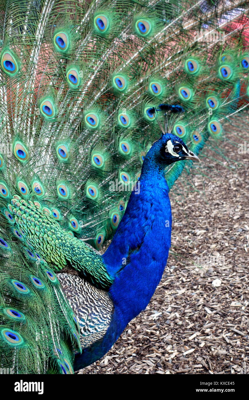 Peacock à Spa Banque D'Images