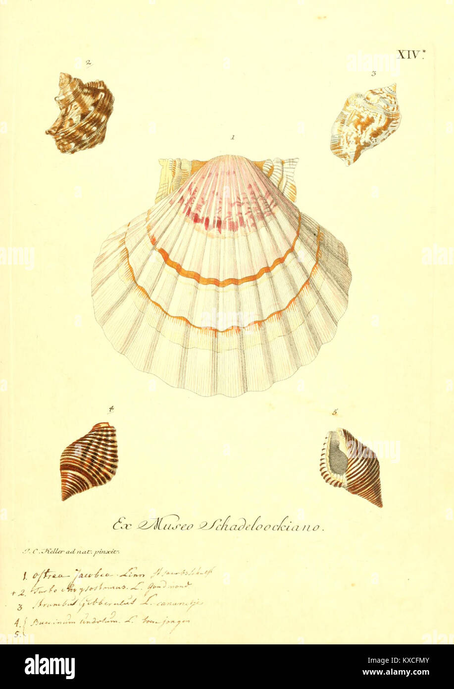 Plaque d'illustration XIV de 'Vergnügen der Augen und des Gemüths', montrant des gravures artistiques mettant l'accent sur le design, la beauté et l'artisanat du XVIIIe siècle. Banque D'Images