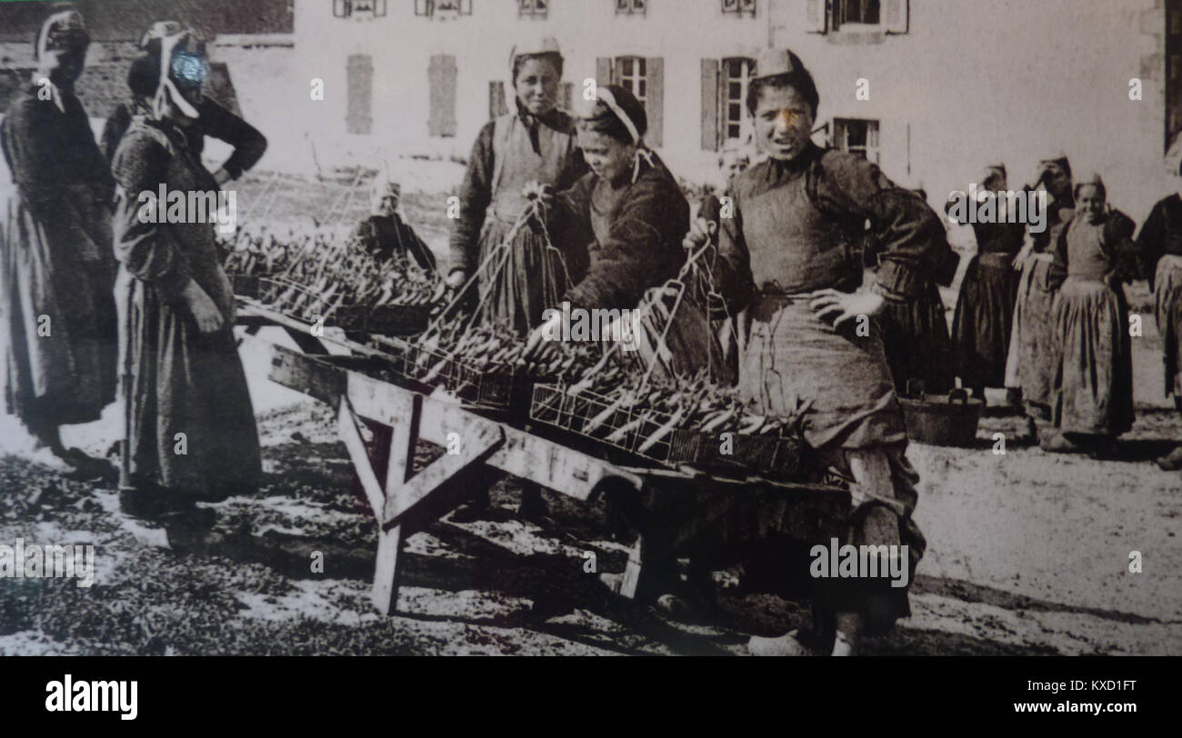 Illustration illustrant le processus de préparation des sardines pour la mise en conserve, y compris le nettoyage, le tri et la conservation, mettant en évidence les pratiques de l'industrie alimentaire du début du XXe siècle. Banque D'Images