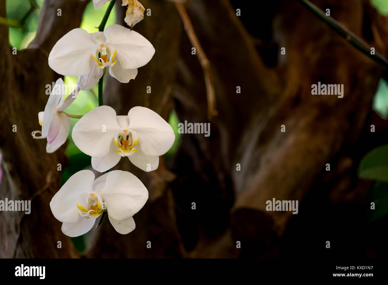 Belles fleurs fraîches orchidées poussant naturellement avec l'arbre de la forêt. Banque D'Images