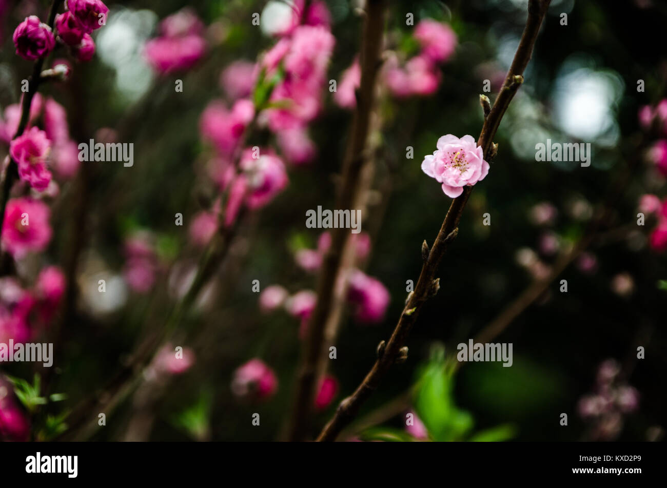 Dôme de fleurs de jardin par la baie entourée par les délicates roses pétales de fleurs de Sakura. Les cerisiers et pêchers en fleurs, arbres donne de magnifiques lieux. Banque D'Images