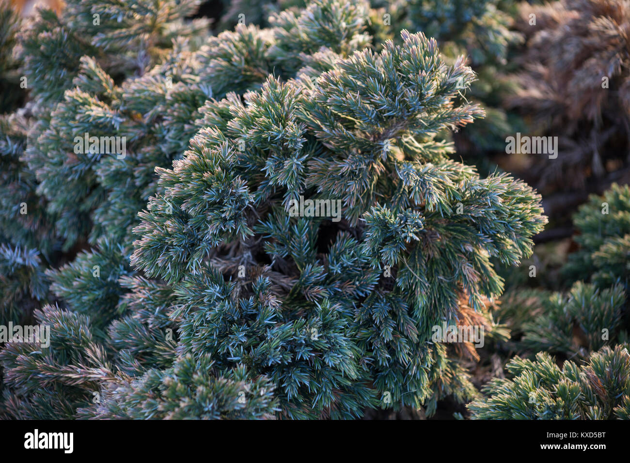 Juniperus squamata 'Blue star' Banque D'Images