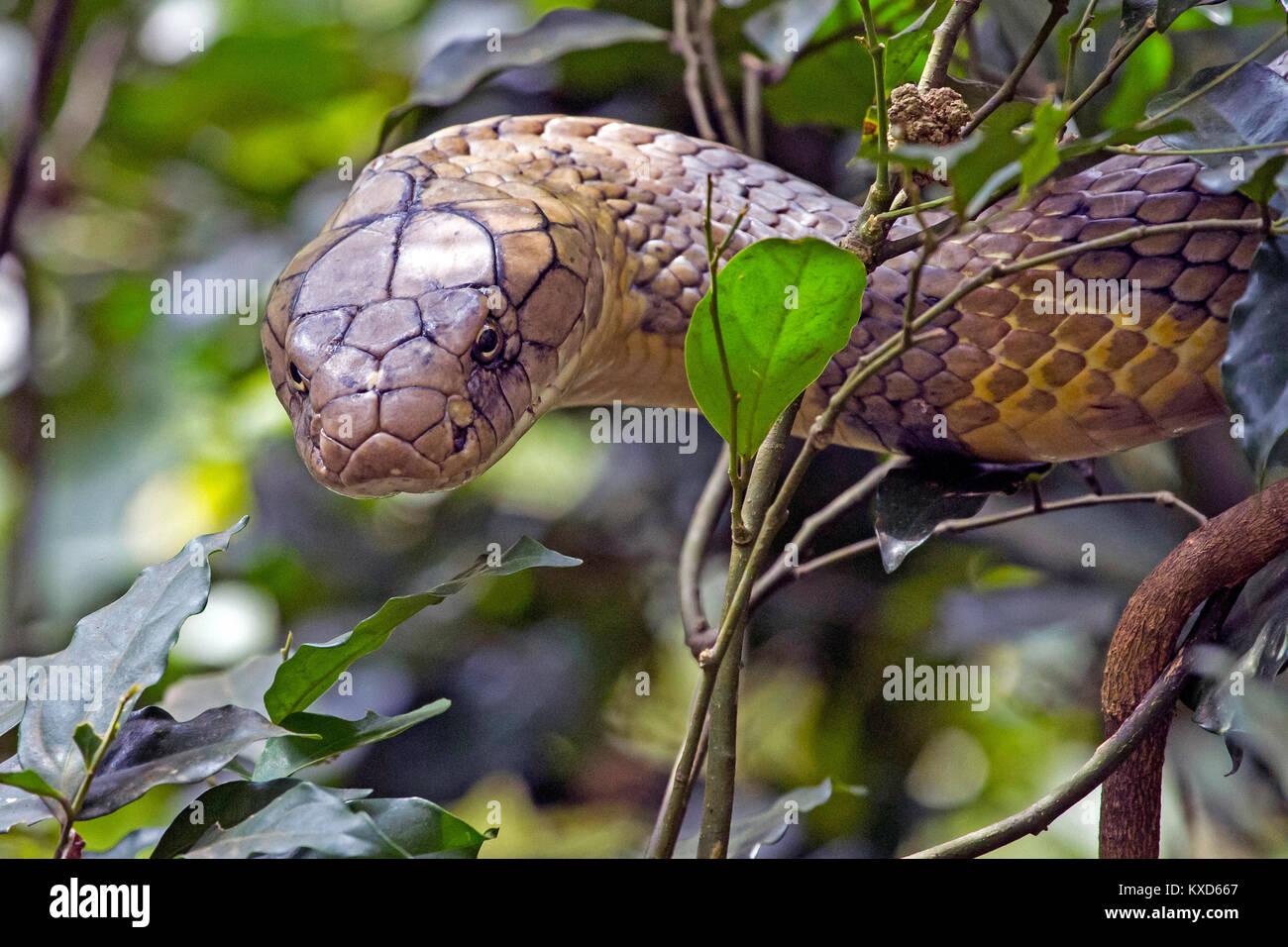 Une rencontre avec le roi des serpents -Le King Kobra Banque D'Images