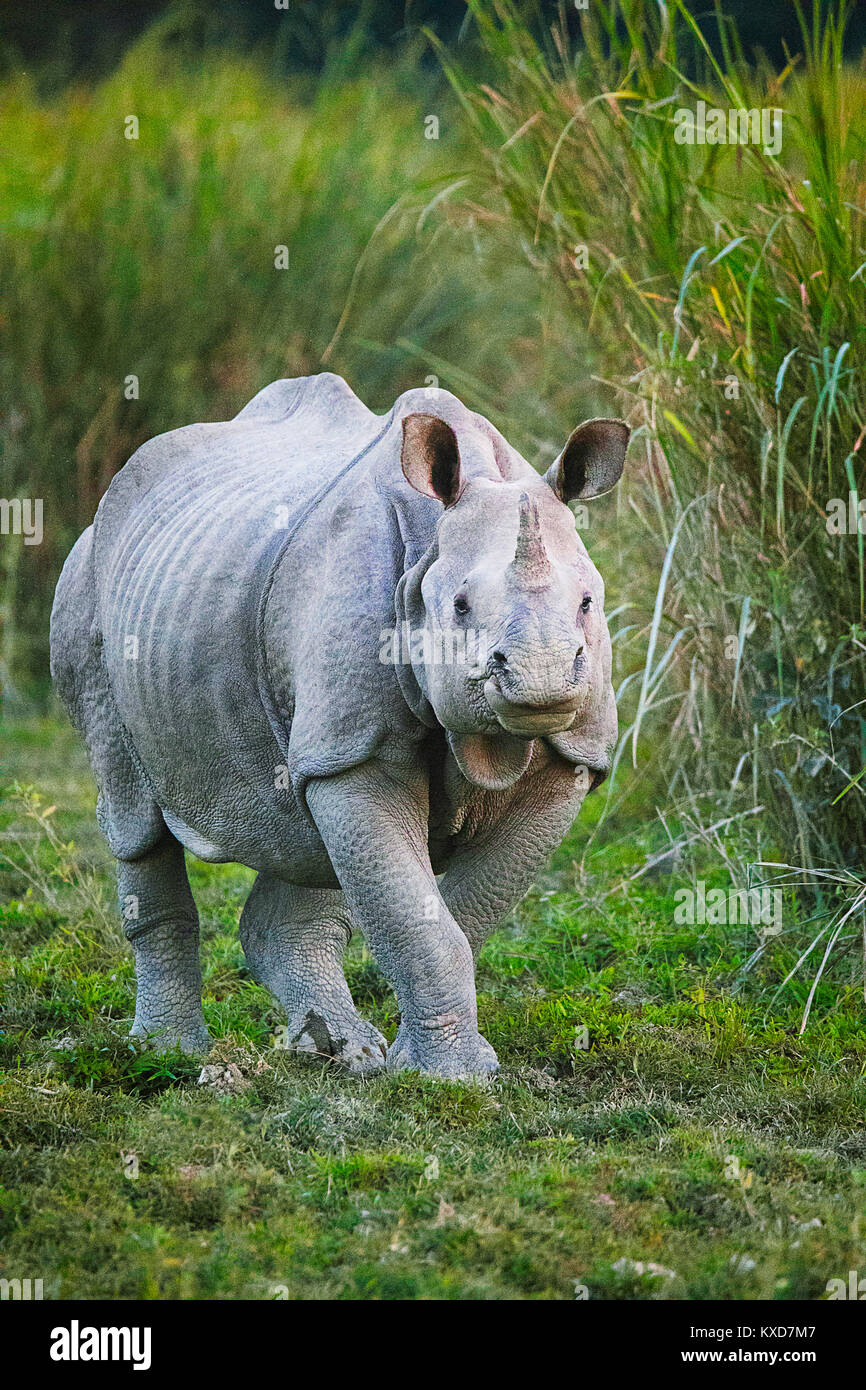 Un rhinocéros unicornes indiens, Rhinoceros unicornis, la Réserve de tigres de Kaziranga, Assam, Inde Banque D'Images