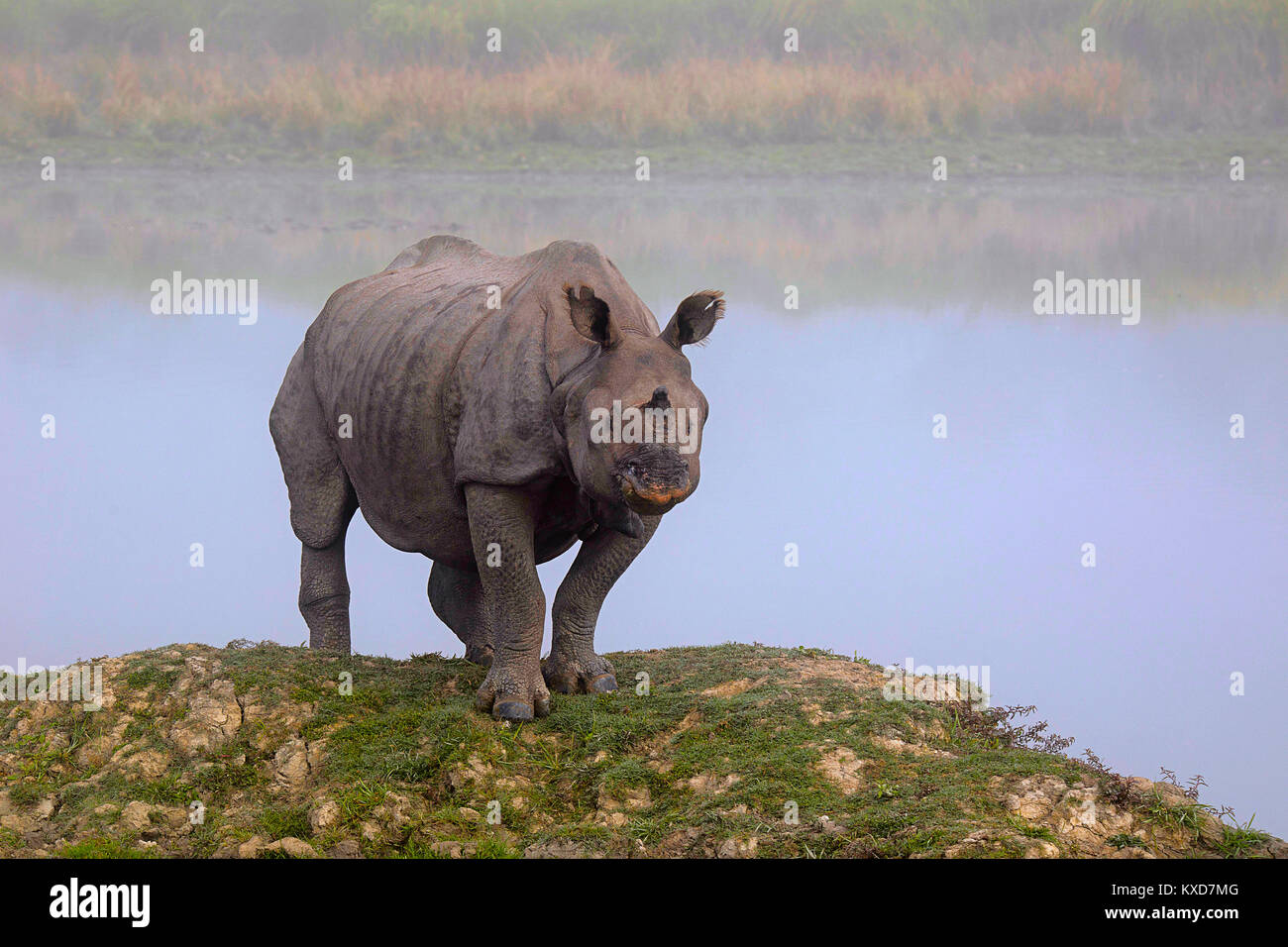 Un rhinocéros unicornes indiens, Rhinoceros unicornis, la Réserve de tigres de Kaziranga, Assam, Inde Banque D'Images