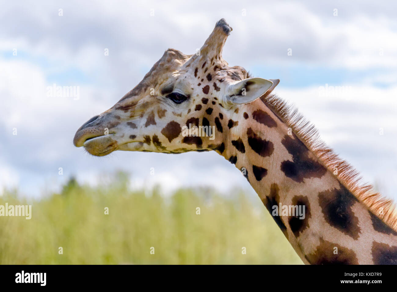 L'animal le plus long, une girafe se tient avec les mâchoires ouvertes sur un fond d'herbe verte et ciel bleu Banque D'Images